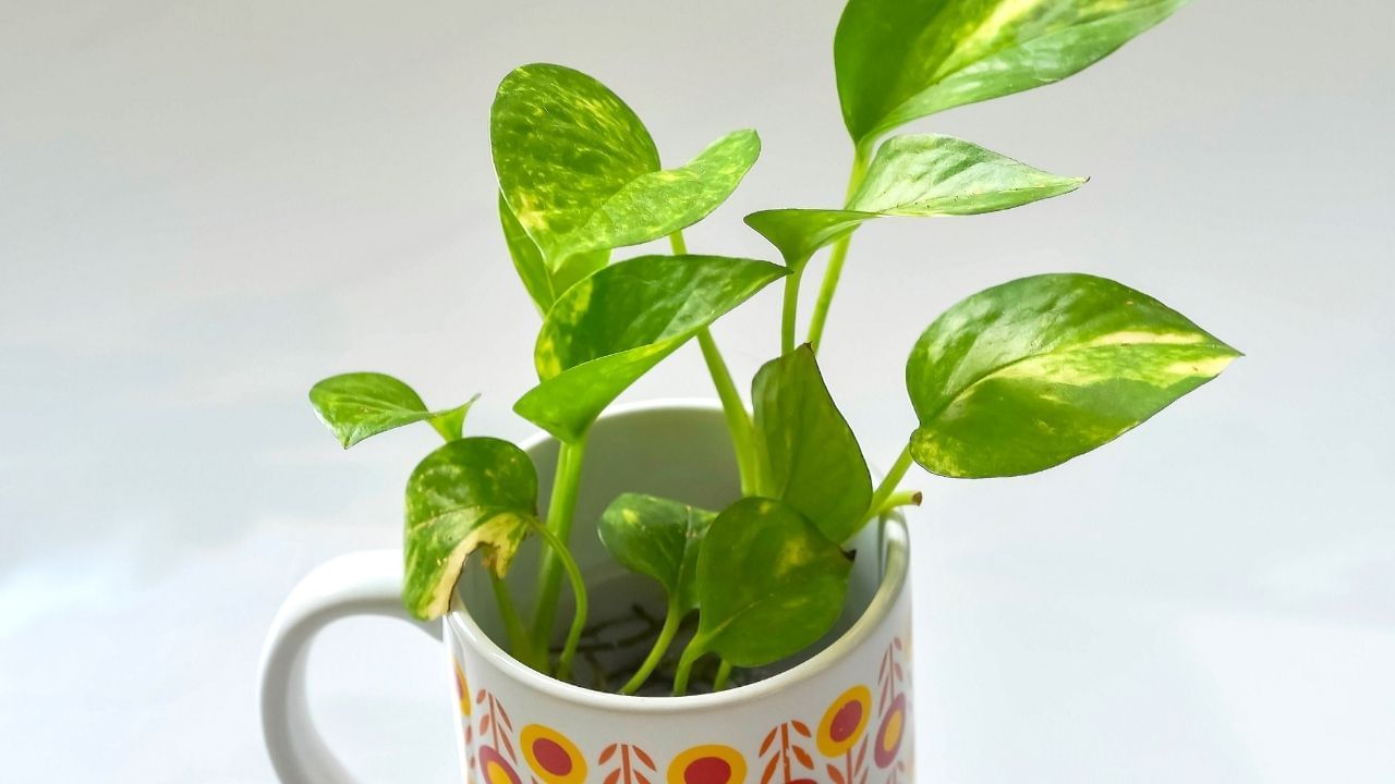 Money Plant growth tips plan in soil and water (2)