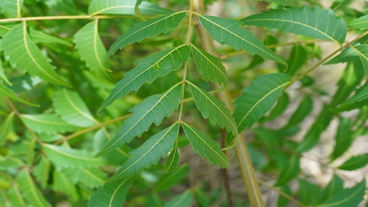 Benefícios do Neem