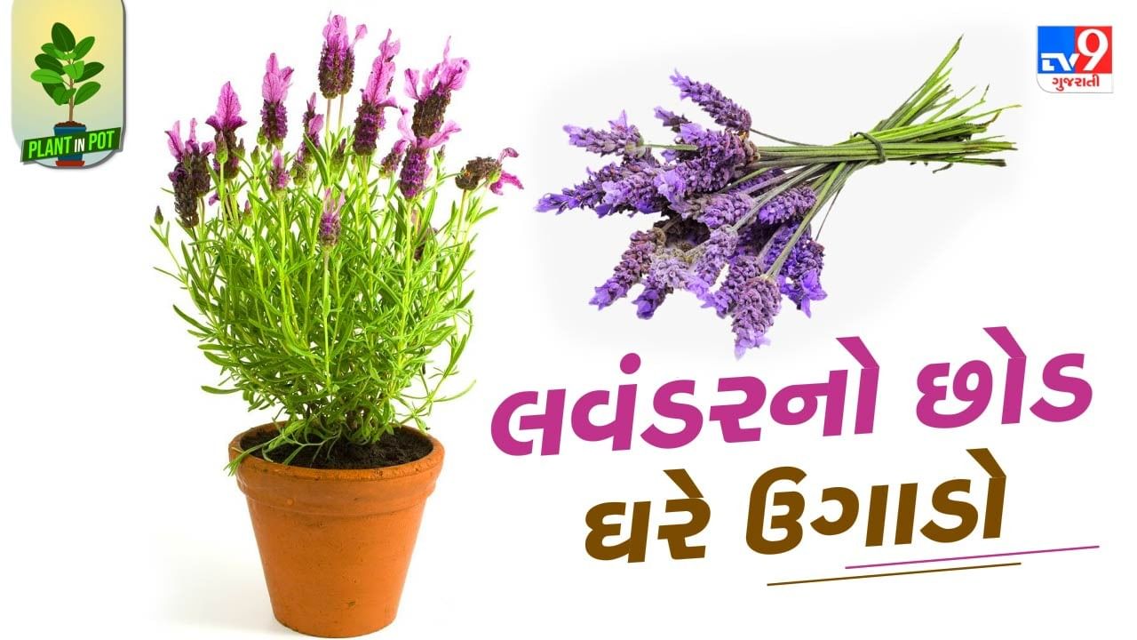 તમે લવંડરનો છોડ બીજ દ્વારા અથવા તો નર્સરીમાંથી છોડ લાવીને પણ ઉગાડી શકો છો. તમે કૂંડામાં 3-4 ઈંચ ઉંડાઈએ લવંડરના બીજ અથવા છોડ રોપી તેના પર માટી નાખો. 