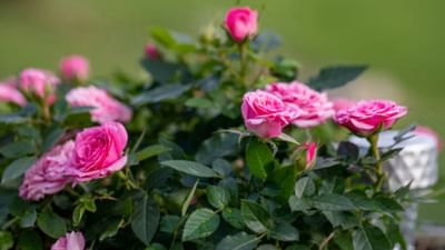 ગુલાબનો છોડ ઘરે ઉગાડવો ખૂબ જ સરળ છે. આ છોડને ઉગાડવા માટે સૌથી પહેલા એક કૂંડુ લો. ધ્યાન રાખો કે કૂંડામાં છિદ્ર હોવુ જોઈએ.જેથી કૂંડામાં પાણી ભરાઈ ન રહે.