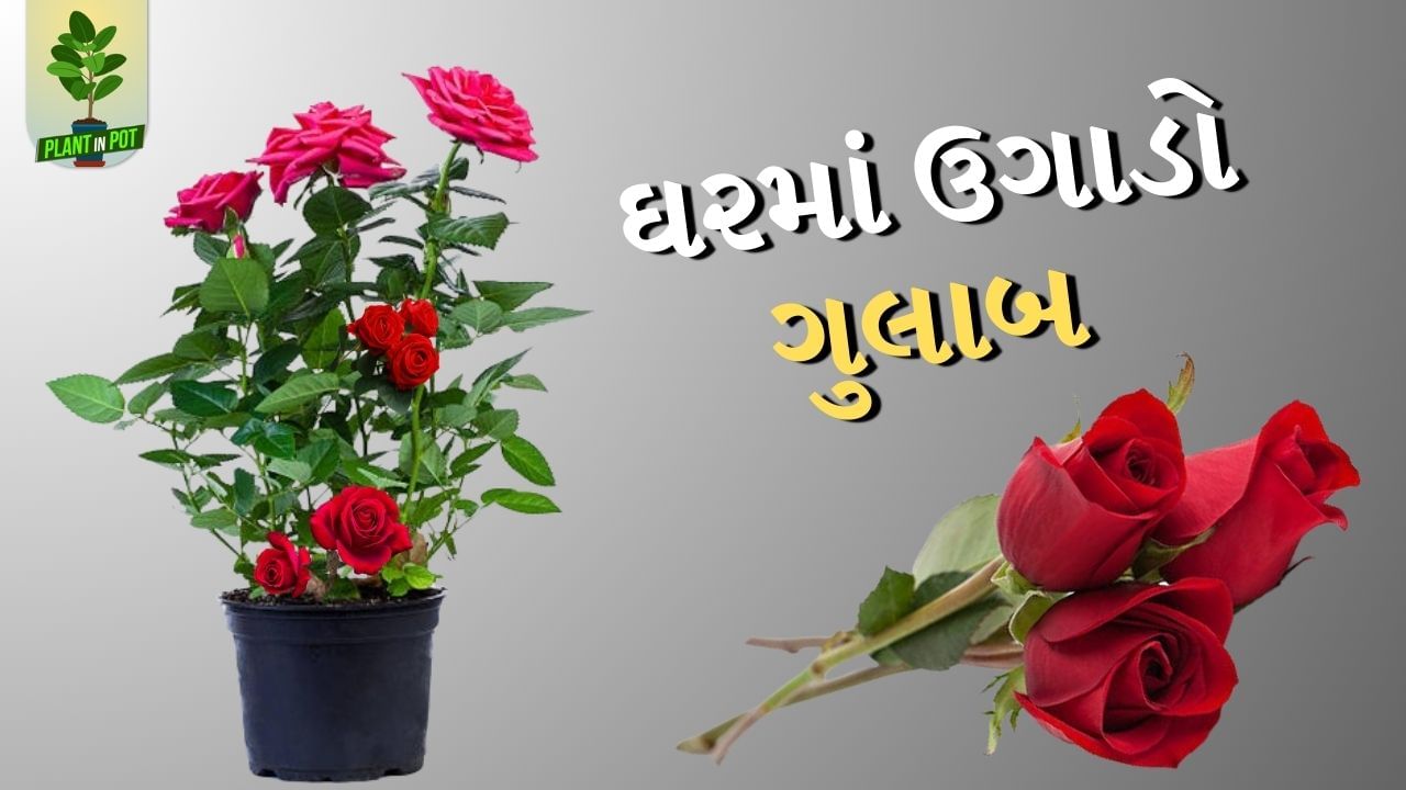 ત્યાર બાદ માટીમાં છાણિયુ ખાતર અને રેતી ભેળવીને કૂંડામાં ભરી લો. માટીને ભીની કરીને થોડા સમય માટે રહેવા દો. ત્યાર બાદ માટીમાં 3-4 ઈંચની ઉંડાઈએ ગુલાબની ડાળી રોપી દો. 