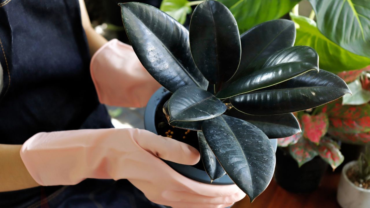 Rubber Plant News (4)