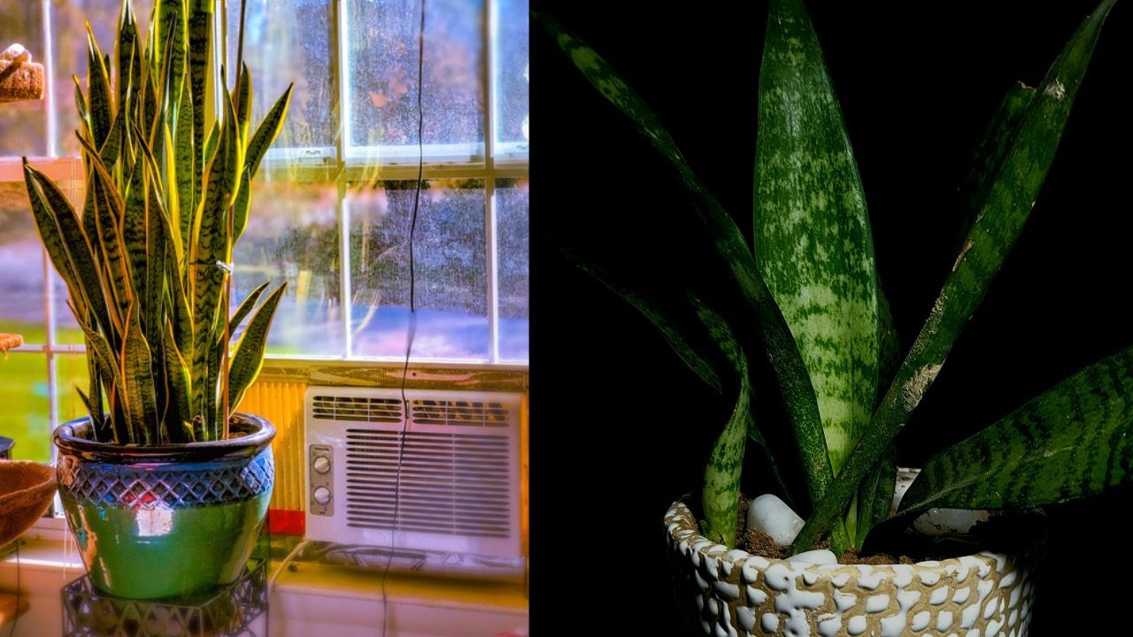 Snake Plant (1)