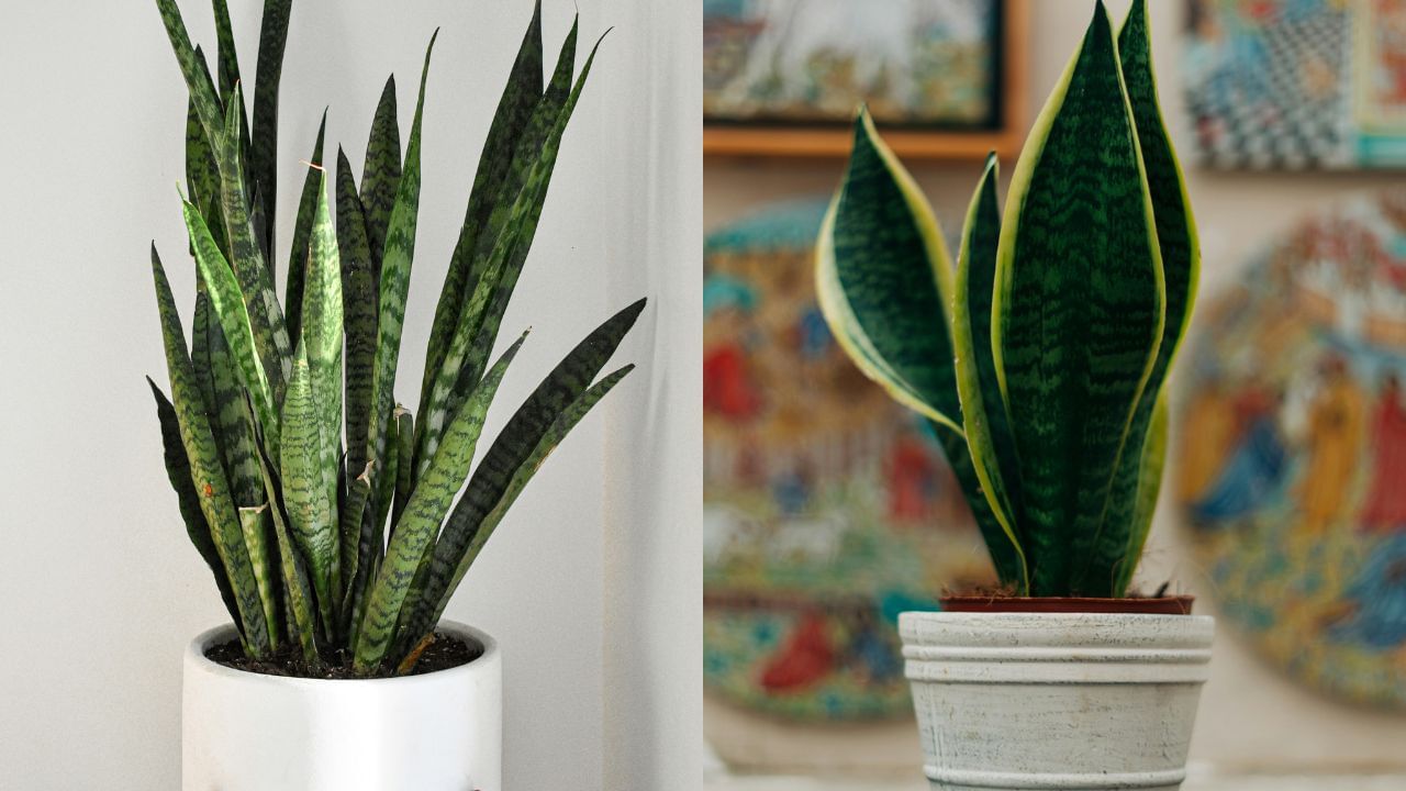 Snake Plant (2)