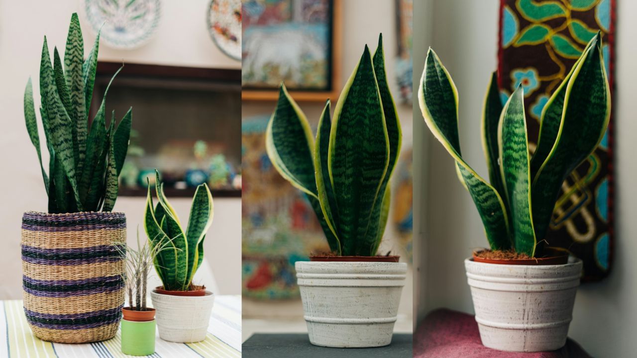 Snake Plant (3)