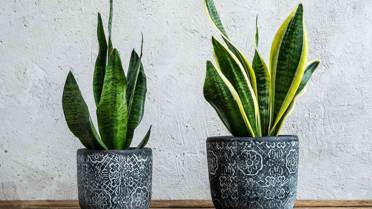 Snake Plant (5)