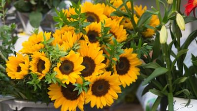 ઘરે સૂર્યમુખીનો છોડ ઉગાડવા માટે સૌથી પહેલા એક છિદ્ર વાળુ કૂંડુ લો.ત્યારબાદ સારી ગુણવત્તાની માટીમાં છાણિયુ ખાતર ઉમેરી બરાબર મિક્સ કરી કૂંડામાં ભરી લો.