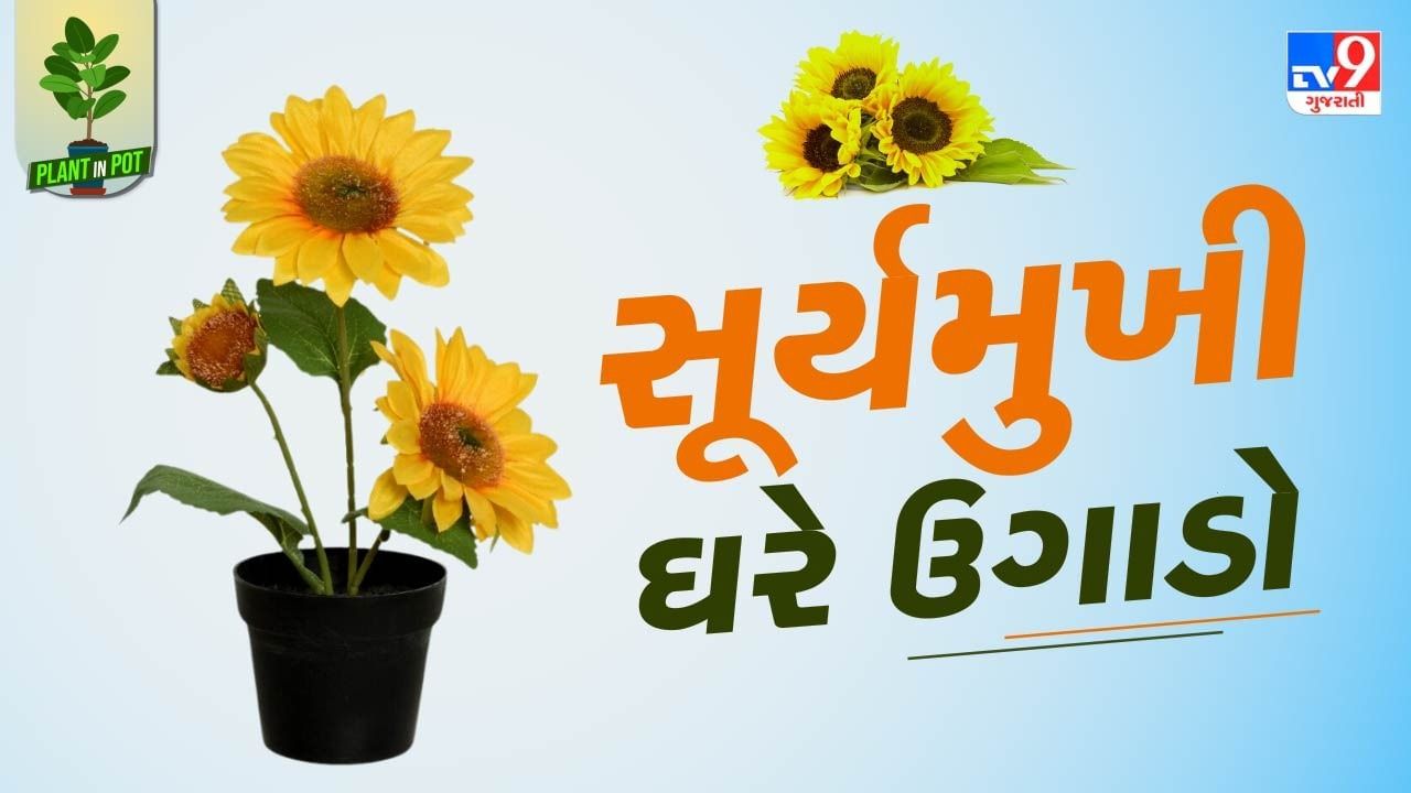 સૂર્યમુખીના છોડને ખૂબ જ ઓછી માત્રામાં પાણીની જરુર મળે છે. જો વાતાવરણમાં વધારે ભેજ હોય તો અઠવાડિયામાં એક વાર પાણી પીવડાવવુ જોઈએ. 