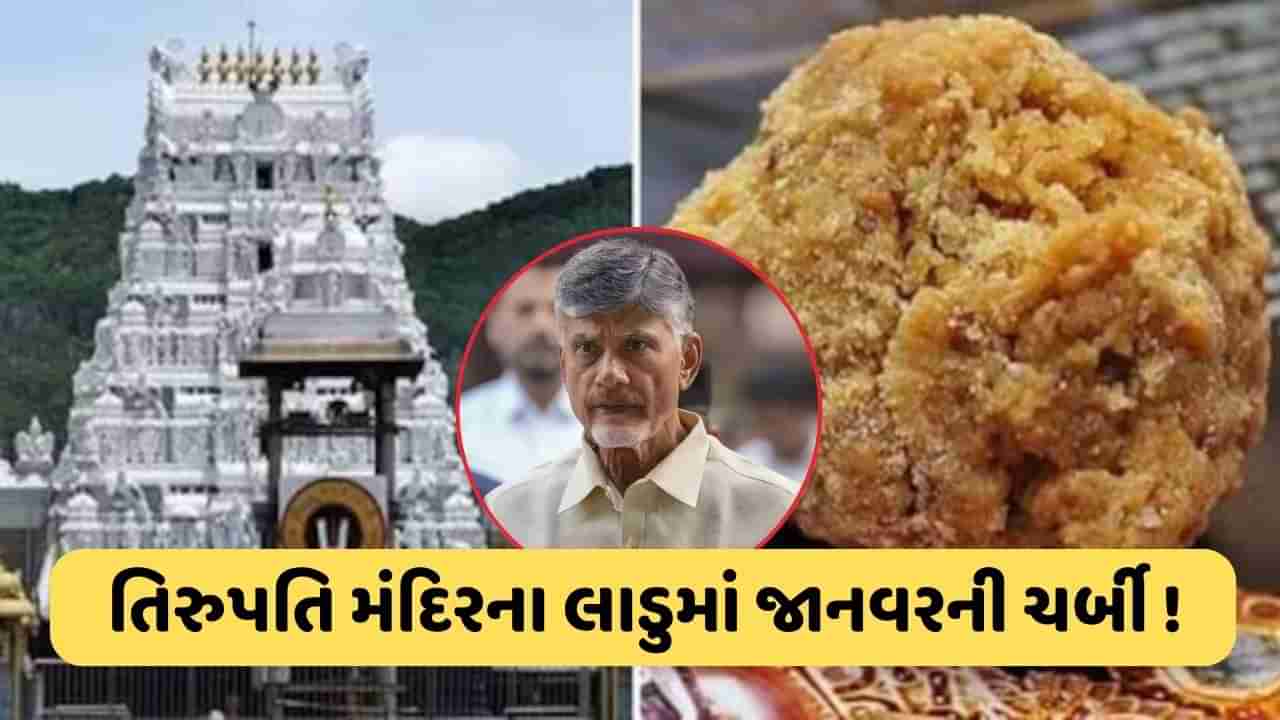 તિરુપતિ પ્રસાદ કેસમાં લેબ રિપોર્ટ બાદ CM ચંદ્રબાબુ નાયડુનું મોટું નિવેદન, કહ્યું- કોઈને બક્ષવામાં નહીં આવે, જાણો શું થયો ખુલાસો