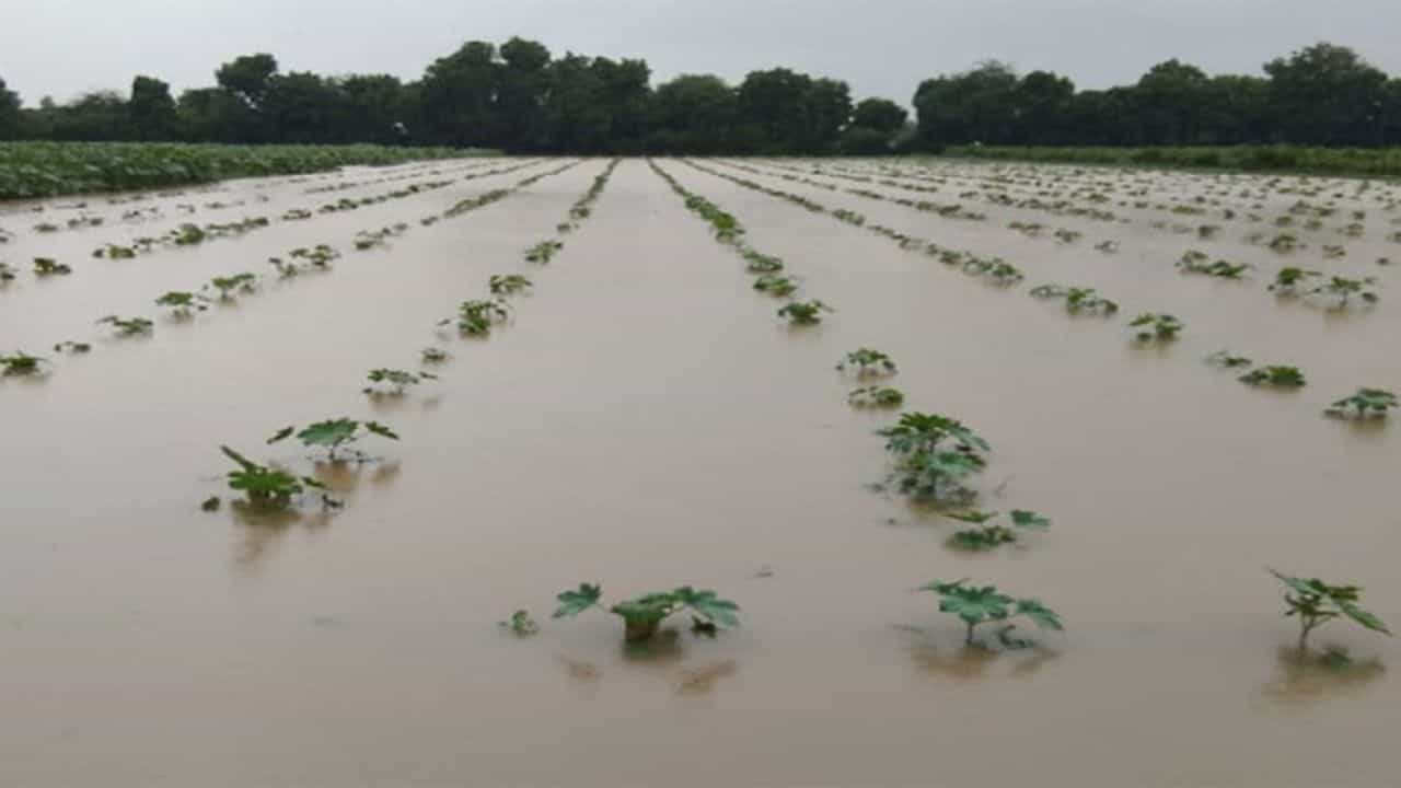 Gujarat News : રાજ્યમાં પડેલા ધોધમાર વરસાદથી ખેડૂતોના પાકને ભારે નુકસાન, જગતના તાતે સર્વે કરી સહાય કરવાની કરી માગ, જુઓ Video