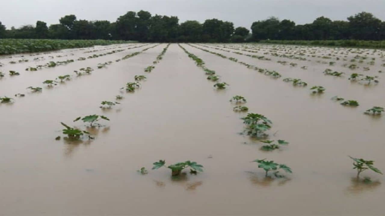 Gujarat News : રાજ્યમાં પડેલા ધોધમાર વરસાદથી ખેડૂતોના પાકને ભારે નુકસાન, જગતના તાતે સર્વે કરી સહાય કરવાની કરી માગ, જુઓ Video