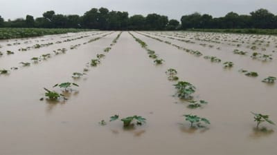 Gujarat News : રાજ્યમાં પડેલા ધોધમાર વરસાદથી ખેડૂતોના પાકને ભારે નુકસાન, જગતના તાતે સર્વે કરી સહાય કરવાની કરી માગ, જુઓ Video Gujarat News : રાજ્યમાં પડેલા ધોધમાર વરસાદથી ખેડૂતોના પાકને ભારે નુકસાન, જગતના તાતે સર્વે કરી સહાય કરવાની કરી માગ, જુઓ Video