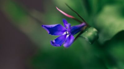 શંખપુષ્પીના છોડને ઘણા લોકો અપરાજિતાના નામે પણ ઓળખે છે. આ છોડ ઘરે ઉગાડવા માટે સૌથી પહેલા એક છિદ્રવાળુ કૂંડુ લો. તેમાં સારી ગુણવત્તાની માટી ભરી લો.