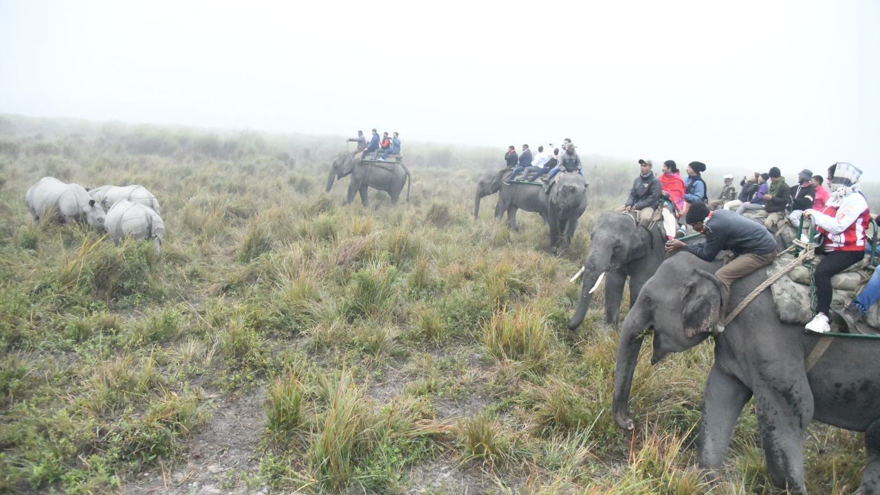 assam Kaziranga national park