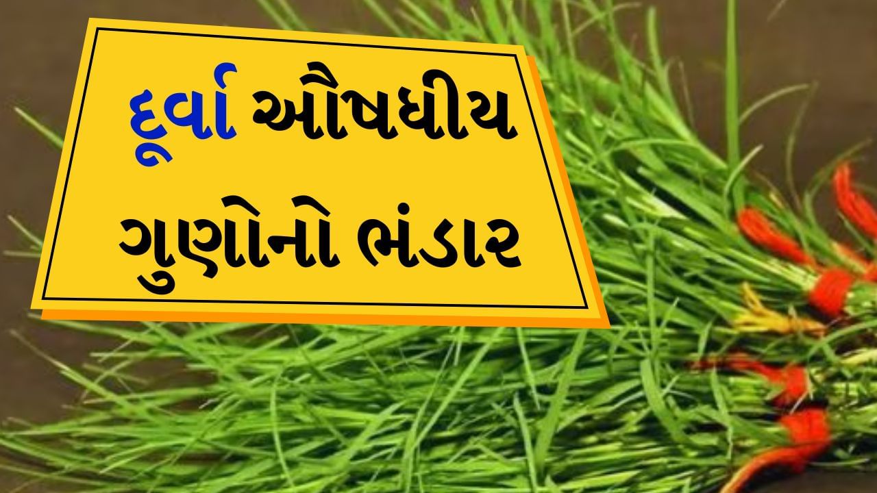 ગણેશજીના તહેવાર પર દુર્વા ઘાસની માગમાં નોંધપાત્ર વધારો થાય છે. લોકો તેને ભગવાનના ચરણોમાં અર્પણ કરે છે અથવા તેની માળા બનાવીને ભગવાન ગણેશને પહેરાવે છે. આ ઘાસમાં ઘણા ઔષધીય ગુણો છે, જે તમારા સ્વાસ્થ્ય માટે ખૂબ જ ફાયદાકારક છે. જાણો આ ઘાસના ફાયદા અને ક્યા લોકોએ તેનું સેવન કરવું જોઈએ.
