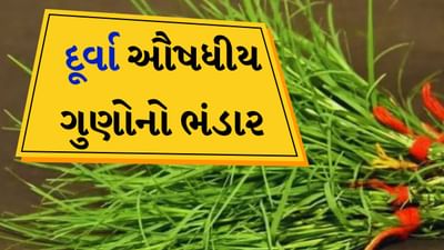 ગણેશજીના તહેવાર પર દુર્વા ઘાસની માગમાં નોંધપાત્ર વધારો થાય છે. લોકો તેને ભગવાનના ચરણોમાં અર્પણ કરે છે અથવા તેની માળા બનાવીને ભગવાન ગણેશને પહેરાવે છે. આ ઘાસમાં ઘણા ઔષધીય ગુણો છે, જે તમારા સ્વાસ્થ્ય માટે ખૂબ જ ફાયદાકારક છે. જાણો આ ઘાસના ફાયદા અને ક્યા લોકોએ તેનું સેવન કરવું જોઈએ.
