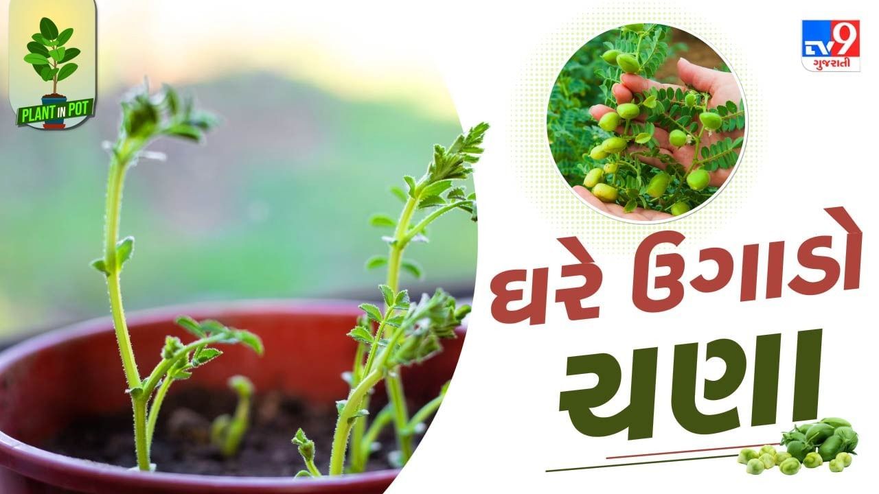 ઘરે ચણા ઉગાડવા માટે સૌથી પહેલા ચણાને એક દિવસ પલાળી દો. ત્યારબાદ એક છિદ્ર વાળુ કૂંડુ લો. તેમાં સારી ગુણવત્તાવાળી માટીમાં છાણિયું ખાતર ઉમેરી બરાબર મિક્સ કરો. 