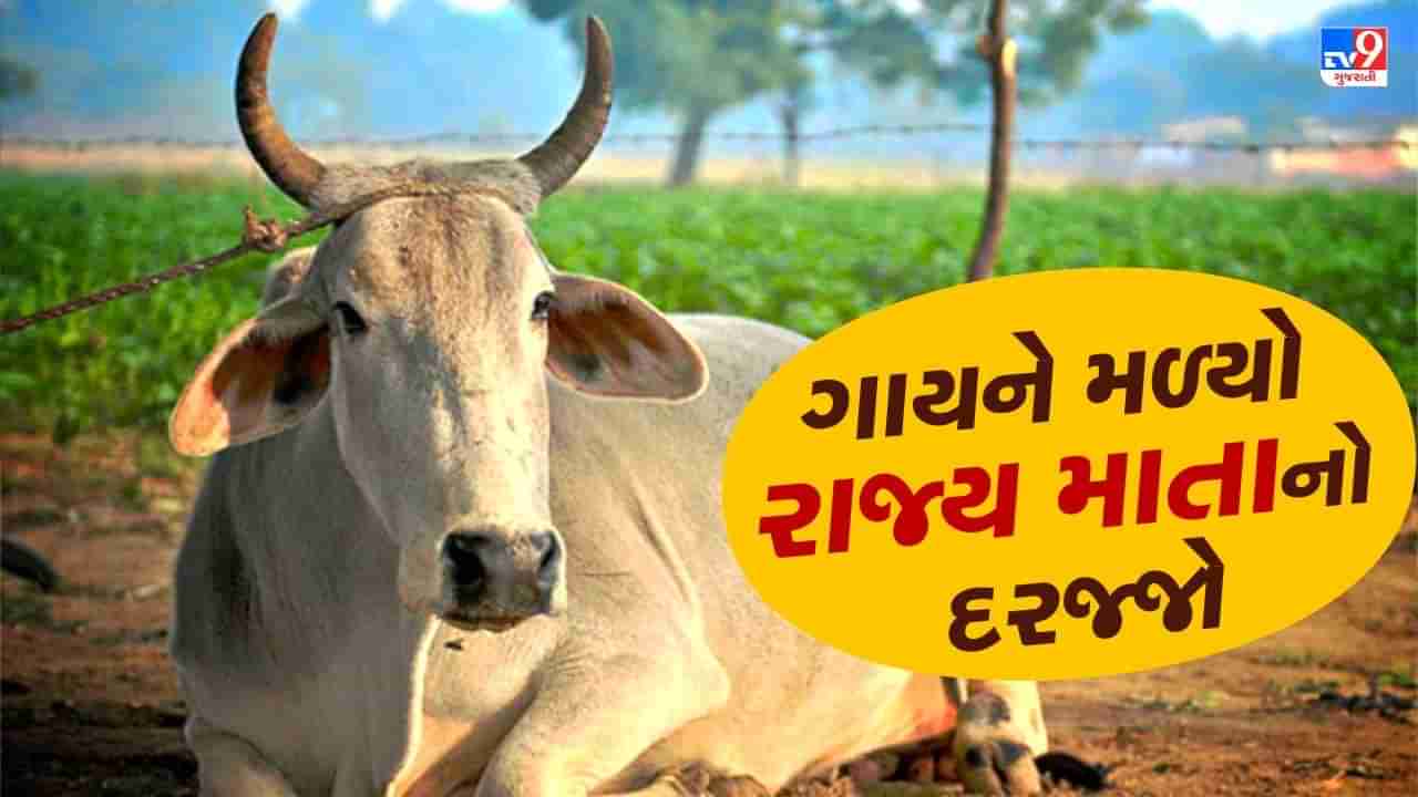 ગાયને રાજ્ય માતાનો દરજ્જો, મહારાષ્ટ્રમાં ચૂંટણી પહેલા શિંદે સરકારનો મોટો નિર્ણય