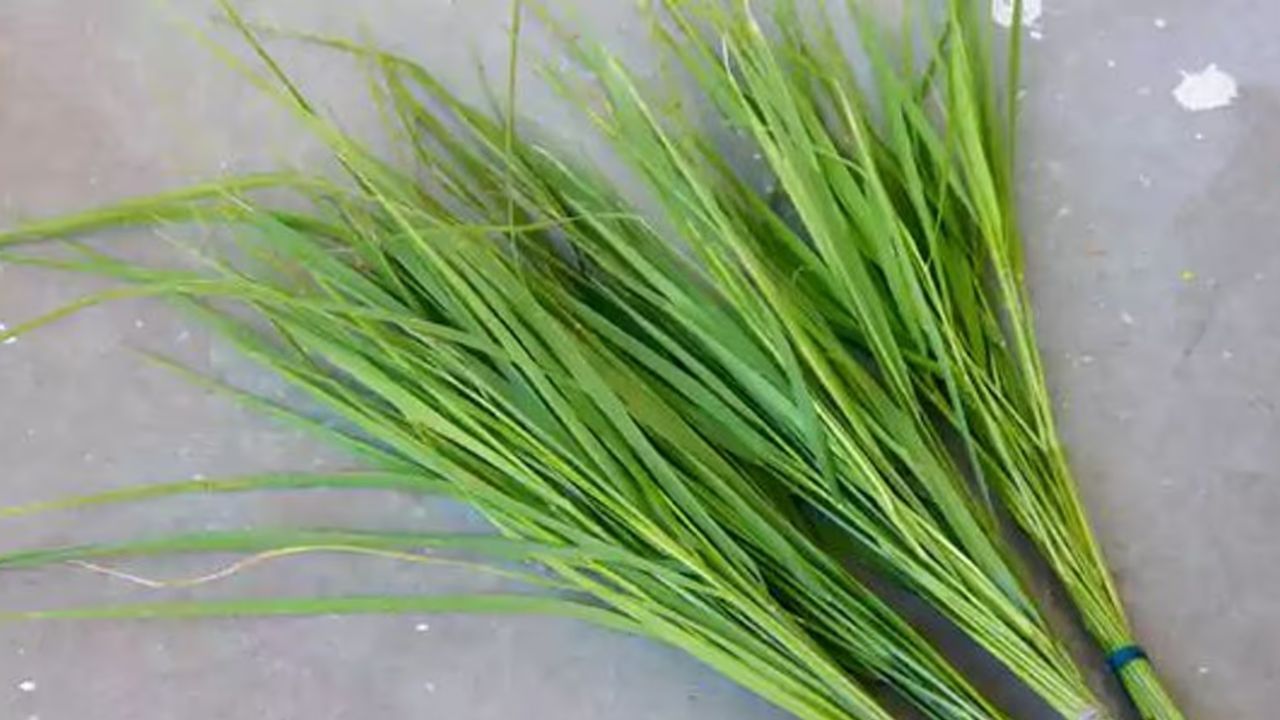 durva grass benifits