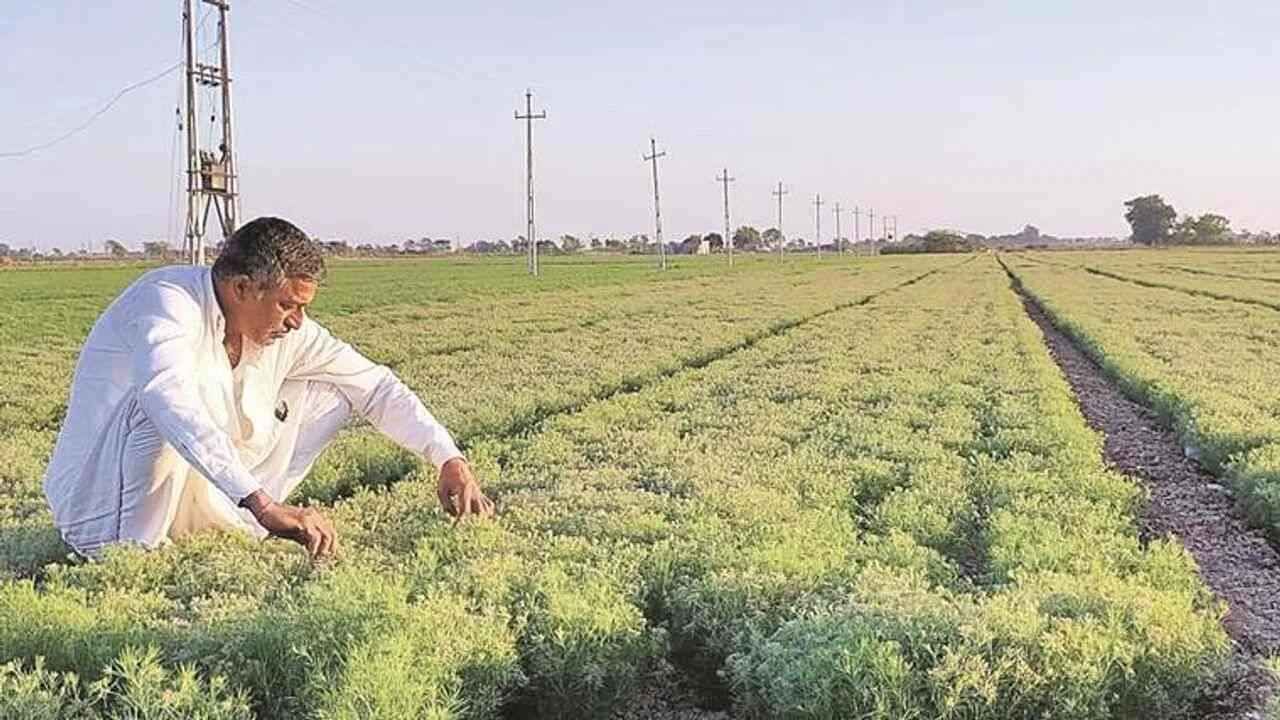 ખેડૂતો માટે સમાચાર - ઓનલાઈન અરજી કરવા આઈ-ખેડૂત પોર્ટલ જિલ્લાદીઠ તબક્કાવાર ખુલ્લું રખાશે