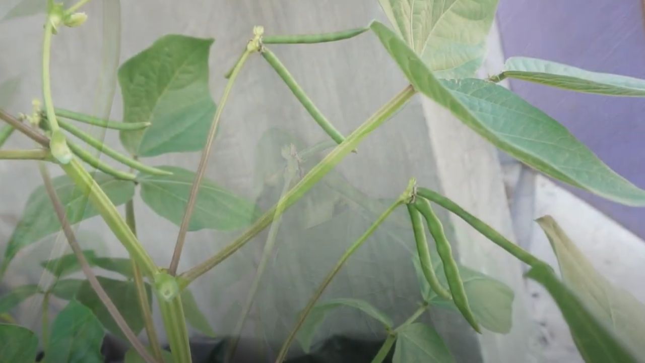 mooth beans Plant (1)