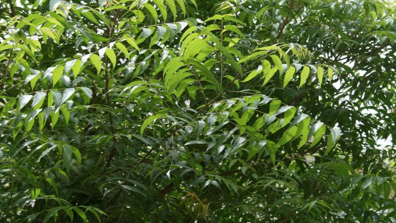 pesticida natural neem