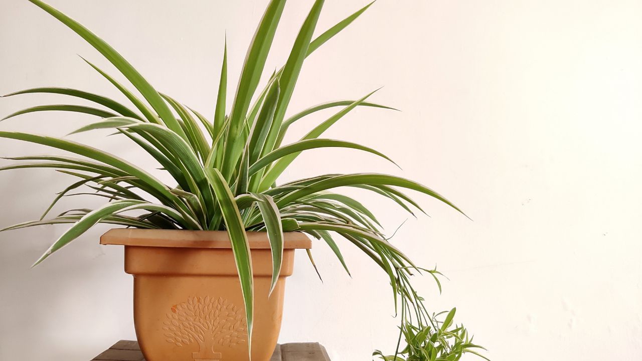 spider plant (1)