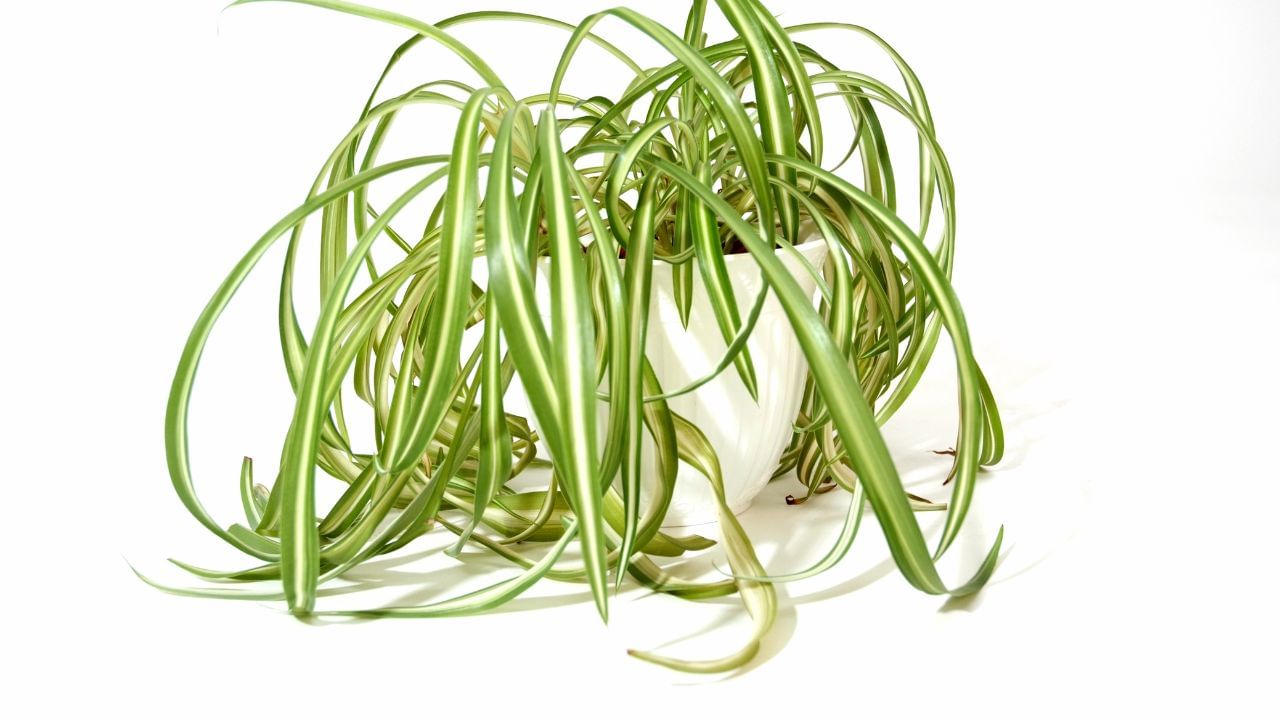 spider plant (2)