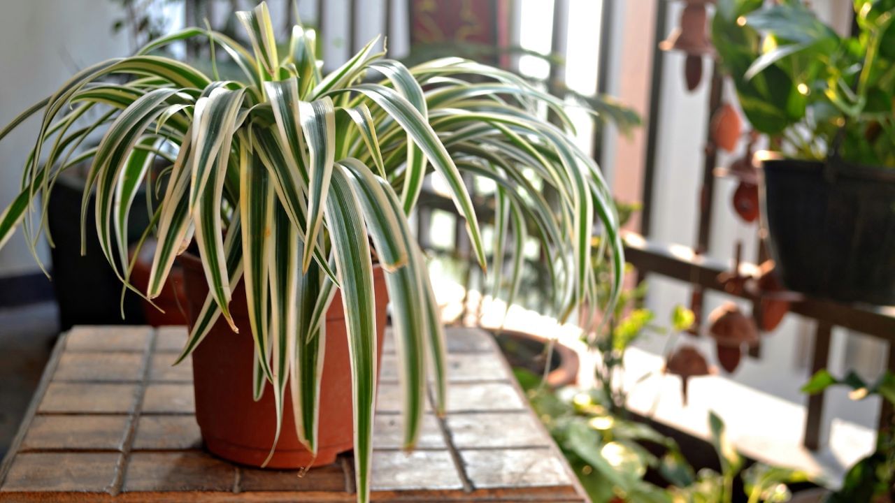 spider plant (3)