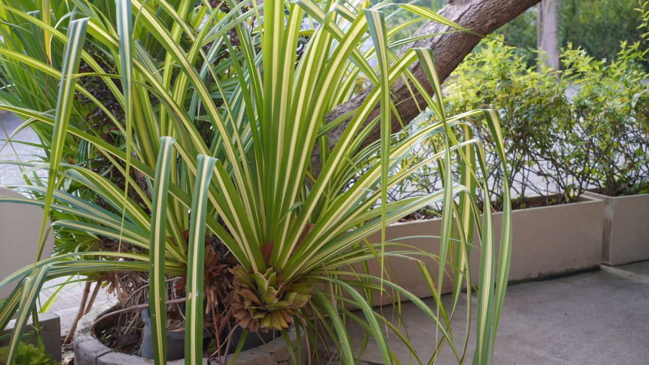 spider plant (5)