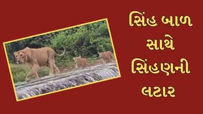 ગીરની રાણી સિંહણની બે બાળ સાથે વહેતા પાણીની વચ્ચે લટાર,જુઓ અદભુત Video ગીરની રાણી સિંહણની બે બાળ સાથે વહેતા પાણીની વચ્ચે લટાર,જુઓ અદભુત Video