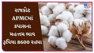 રાજકોટ APMCમાં કપાસના મહત્તમ ભાવ રૂપિયા 8600 રહ્યા, જાણો જુદા-જુદા પાકના ભાવ