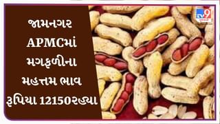 જામનગર APMCમાં મગફળીના મહત્તમ ભાવ રૂપિયા 12150 રહ્યા, જાણો જુદા-જુદા પાકના ભાવ