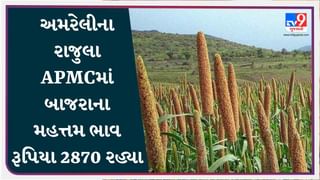 રાજુલા APMCમાં બાજરાના મહત્તમ ભાવ રૂપિયા 2870 રહ્યા, જાણો જુદા-જુદા પાકના ભાવ