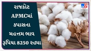 રાજકોટ APMCમાં કપાસના મહત્તમ ભાવ રૂપિયા 8250 રહ્યા, જાણો જુદા-જુદા પાકના ભાવ