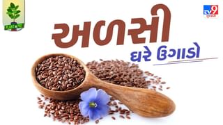 Plant In Pot : અઢળક ગુણ ધરાવતી અળસીને ઘરે કૂંડામાં ઉગાડો, જુઓ તસવીરો