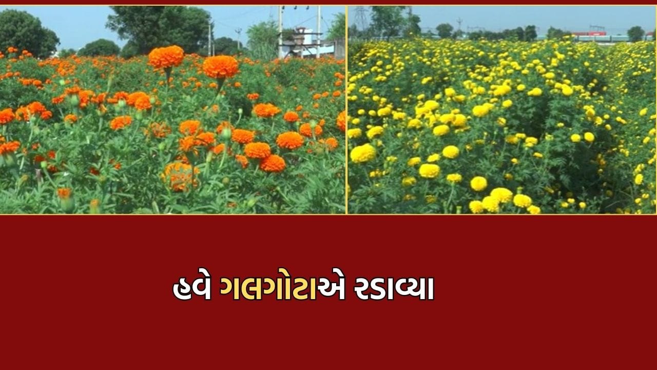 બનાસકાંઠાના ખેડૂતોને ગલગોટાએ રડાવ્યા, આ વખતે વરસાદ નહીં પરંતુ સંગ્રહખોરીને કારણે ગયુ પારાવાર નુકસાન- Video બનાસકાંઠાના ખેડૂતોને ગલગોટાએ રડાવ્યા, આ વખતે વરસાદ નહીં પરંતુ સંગ્રહખોરીને કારણે ગયુ પારાવાર નુકસાન- Video