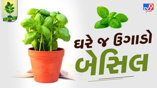 Plant In Pot : પિત્ઝા ટોપિંગમાં ઉપયોગમાં લેવામાં આવતા બેસિલને ઘરે જ ઉગાડો, આ રહી સરળ ટીપ્સ, જુઓ તસવીરો