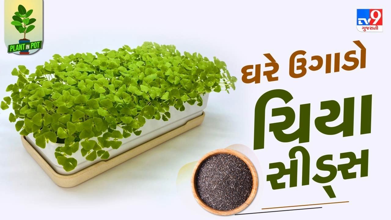 ચિયા સીડ્સ સારી રીતે ઉગવા લાગે તે માટે 5 થી 8 દિવસ સુધી નિયમિત પાણી આપો. આ સાથે ધ્યાન રાખો કે ચિયા સીડ્સમાં વધારે પાણી ન પડી જાય નહીંતર આ છોડ સુકાવવાની શક્યતામાં વધારો થઈ શકે છે. 