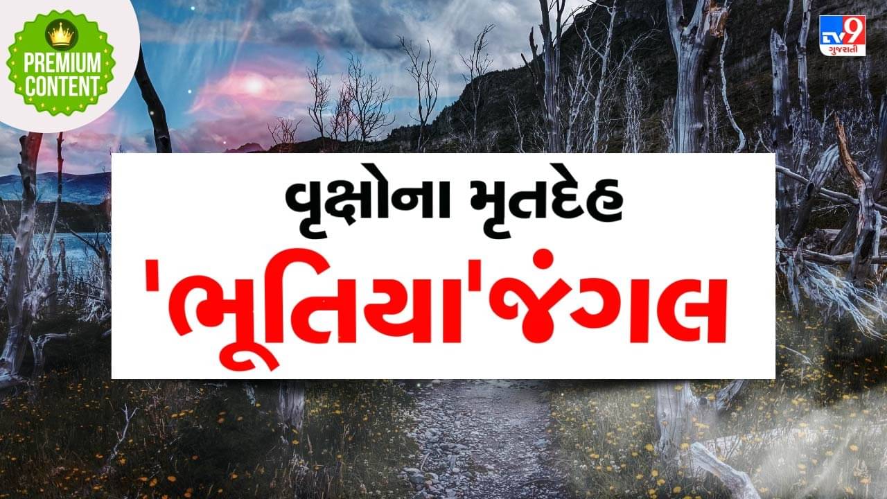 વિશ્વમાં આ જગ્યાએ આવેલા છે ભૂતિયા જંગલો, જ્યાં જોવા મળે છે વૃક્ષોના મૃતદેહ ! કારણ છે ડરામણું