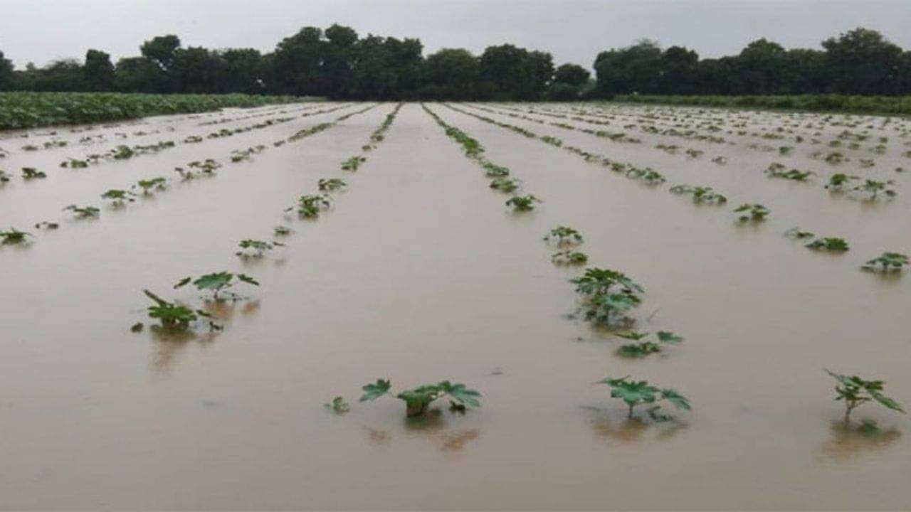 ગીર સોમનાથ જિલ્લાને સહાયથી બાકાત રાખ્યો હોવાનો ખેડૂતોનો આક્ષેપ, જુઓ Video