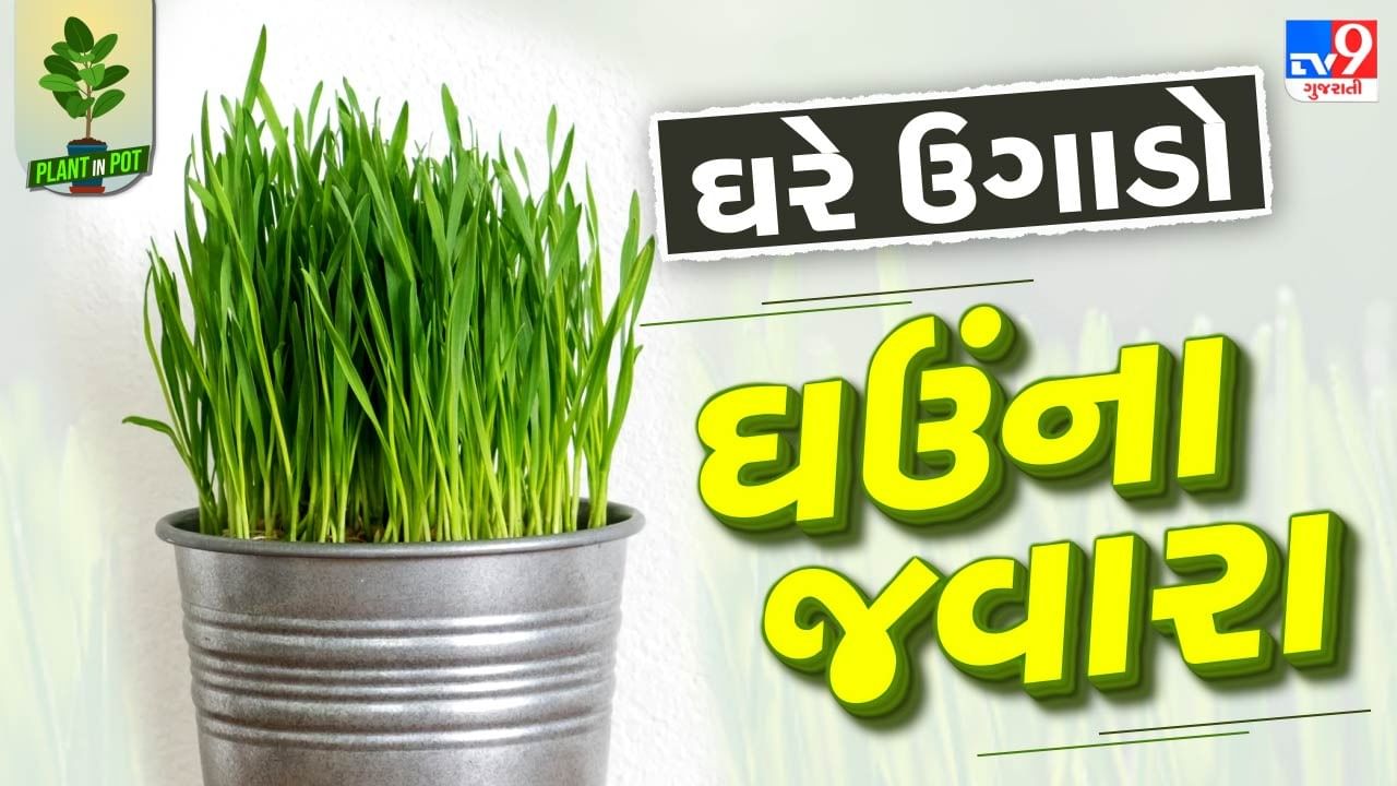 ઘઉંના જ્વારા સ્વાસ્થ્ય માટે ખૂબ ફાયદાકારક માનવામાં આવે છે. ઘઉંના જ્વારાનું સેવન કરવાથી પાચન સબંધિત સમસ્યામાં રાહત મળે છે. તો આજે પણ ઘરે કેવી રીતે વીટ ગ્રાસ ઉગાડી શકાય તે જાણીશું.