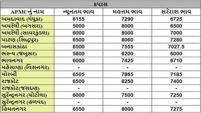 કપાસના તા.22-10-2024ના રોજ APMCના ભાવ રૂ.5000 થી 8250 રહ્યા.
