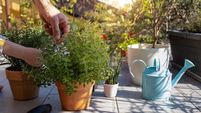 કેટલાક લોકોને ઘરમાં છોડ રાખવાનો ખુબ શોખ હોય છે. પરંતુ જ્યારે તેમને ક્યાંય ફરવા જવાનો કે 5 દિવસ બહાર જવાનું થાય તો. સૌથી પહેલા તેને પોતાના છોડનો વિચાર આવે છે કે, આ 5 દિવસમાં તેના છોડનું કોણ ધ્યાન રાખશે.