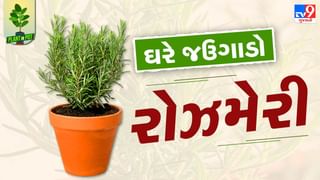 Plant In Pot : ઘરે જ ઉગાડો ઔષધિય ગુણ ધરાવતો રોઝમેરીનો છોડ, જુઓ તસવીરો