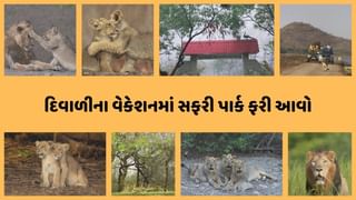 Travel tips : દિવાળી પહેલા મુસાફરો માટે એક ગુડ ન્યુઝ, સાસણ ગીર અભયારણ્ય પ્રવાસીઓ માટે ખુલ્લુ મુકાયું