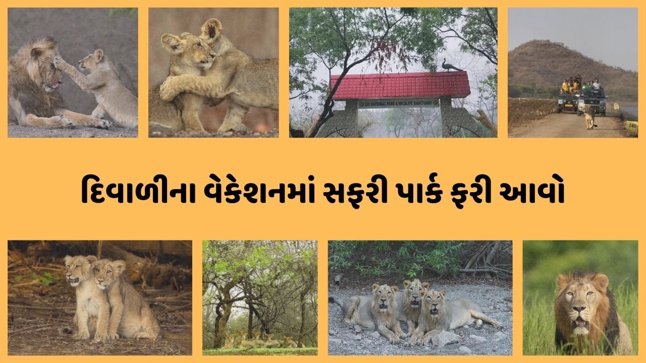 જો તમે પણ દિવાળીમાં સાસણ ગીર જવા માંગો છો, તો સિંહના દર્શન માટે ઓનલાઈન બુકિંગ શરુ થઈ ચૂક્યું છે. જૂનાગઢમાં સાસણ ગીર અભ્યારણ પ્રવાસીઓ માટે ખુલ્લું મુકવામાં આવ્યું છે.દિવાળીમાં મોટી સંખ્યામાં પ્રવાસીઓ સાસણ ગીરની મુલાકાત લઈ શકે છે. જંગલ સફારીનો આનંદ માણશે