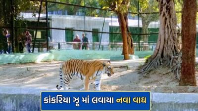 અમદાવાદના કાંકરિયા ઝૂ માં નવા પ્રાણીઓનું થયુ આગમન- જુઓ Video અમદાવાદના કાંકરિયા ઝૂ માં નવા પ્રાણીઓનું થયુ આગમન- જુઓ Video