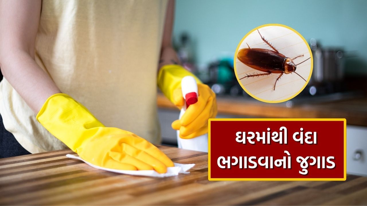 દિવાળીનો તહેવાર નજીકમાં છે અને તે પહેલા જ લોકોના ઘરની સફાઈ શરૂ થઈ જાય છે. આ સફાઈ દરમિયાન ઘણી બધી ગંદકી, કચરો અને વંદા બહાર આવે છે. લગભગ દરેક ઘરના લોકો માટે સમસ્યારૂપ બનેલા આ વંદો ઘરમાં ગંદકી અને બેક્ટેરિયા ફેલાવવાનું કામ કરે છે. ગમે તેટલી સફાઈ કરવામાં આવે તો પણ તે કોઈને કોઈ ખૂણામાં જ રહે છે અને ધીમે ધીમે તેની સંખ્યા એટલી વધી જાય છે કે ફરીથી સાફ કરવાની જરૂર પડે છે.