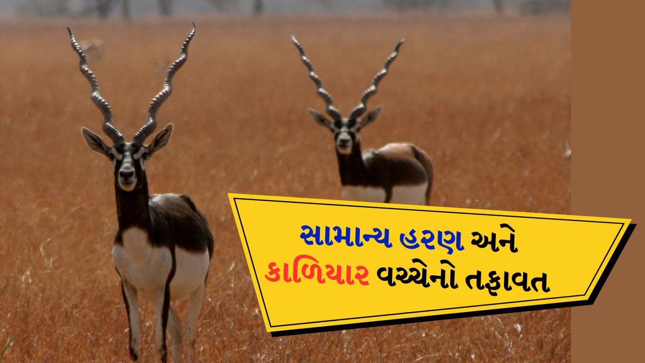 Deer and Blackbuck : સામાન્ય હરણ કરતાં કાળિયાર કેટલું હોય છે અલગ ...